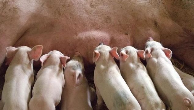  #补贴#一头母猪赔付1200元！10省发布补贴、扩生产政策