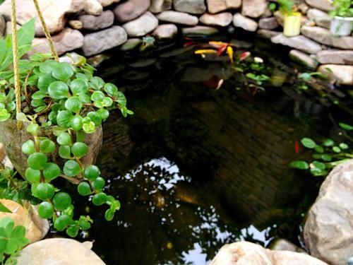  「庭院」等我老了，一定要建个庭院，庭前种竹，四时花开
