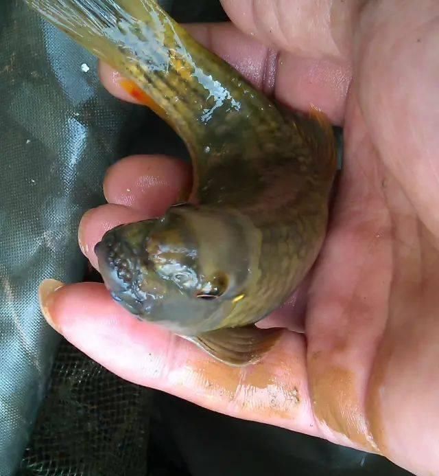  『生长』此鱼生长极其缓慢，3年才能长到30厘米