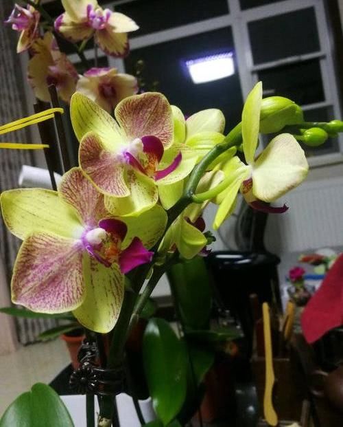  『摆在』养盆蝴蝶兰，摆在茶几上，花开一大串，花期2个月，超漂亮