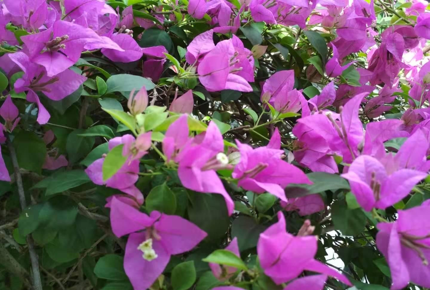  充足的地方@家里养这4种花，再不舍也要搬到外面去，不然长不好不开花
