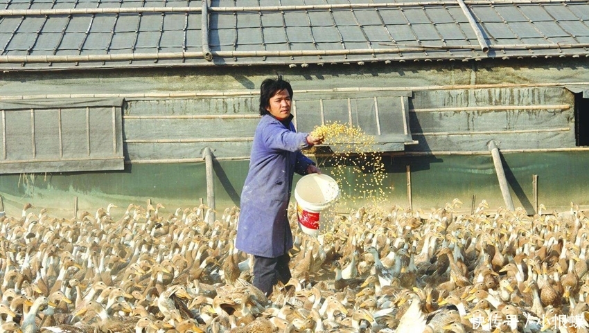  [点名]农村禁养出台，这3类已被点名列入禁养名单，农民别抱侥幸