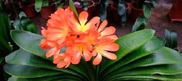  叶绿■养君子兰,浇水记2句话,君子兰十年不烂根,叶绿花艳,越长越旺