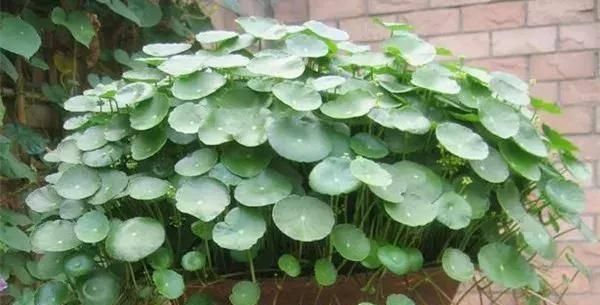  【搜罗】史上最全“懒人植物”大搜罗，看看哪盆才是你的心头好