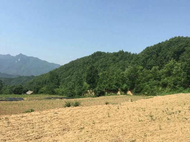 河南大龙结宝穴七脑芙蓉大帐，穴隐脉藏待高人指点风水