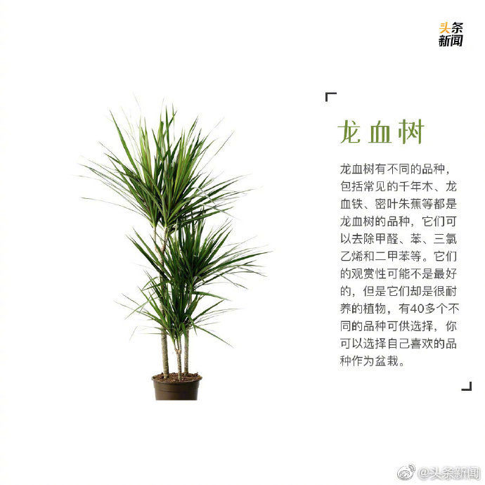  绿植：9种最宜家养的绿植 让你的家里春色满满