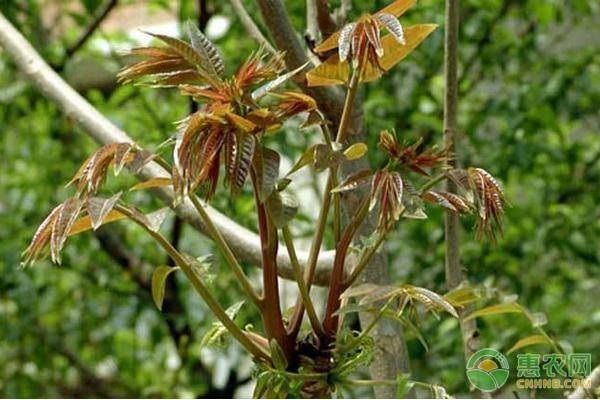  「种植」香椿芽为什么卖得贵？种植一亩香椿芽需投资多少成本？