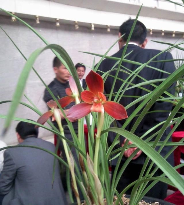  【喜欢】这种兰花没香味爱养的人却不少，名叫红河红，品质高值得养一盆