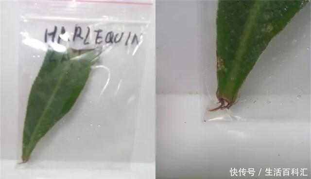 『扦插』空气生根扦插法,有效的懒人养花方法!揪片叶子丢袋子,太好活了