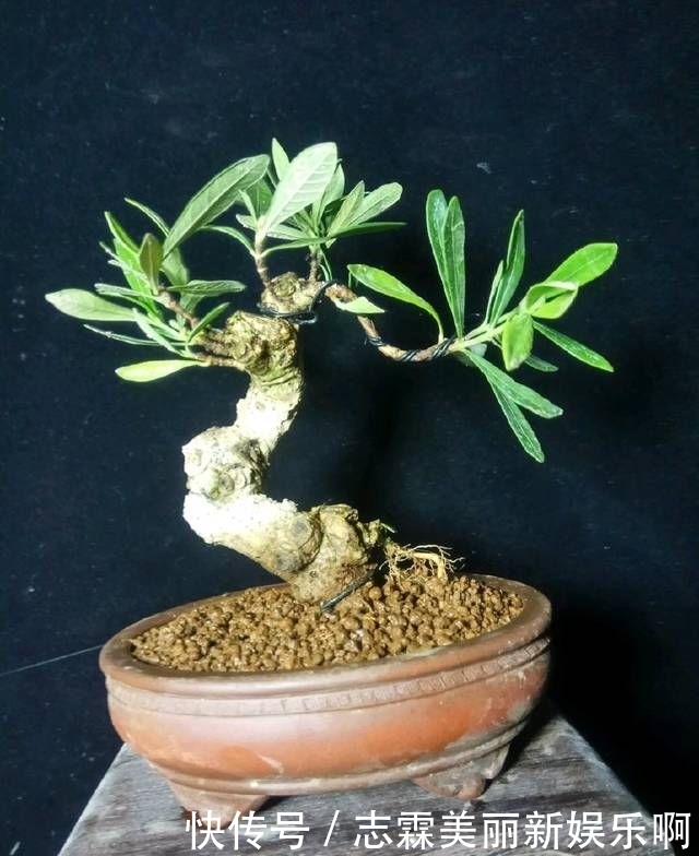 【子花小】有材料就有小盆栽,欣赏几盆大叶栀子花微盆景,短小精悍造型精美