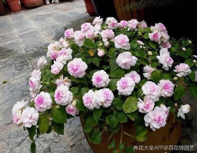  『光照』30种耐阴花，室内光照不佳，也能全年开花