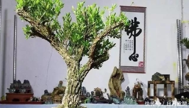 #南方#10年前一盆上万,10年后一盆十块,烂大街的黄杨,被玩坏的盆景