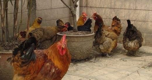  「鸡粪」在楼顶养鸡，鸡粪如何处理呢，记住这些方法！
