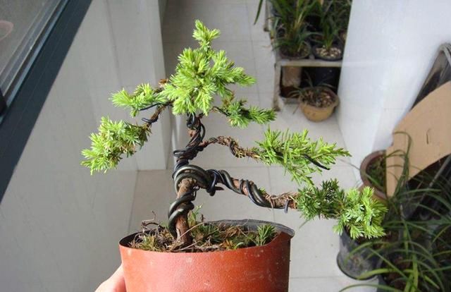 农村这种植物，可盆栽做盆景，是一些城市的绿化植物