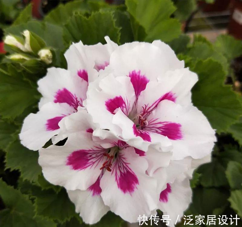 每种■110种天竺葵，每种都超美，看看你认识多少种？