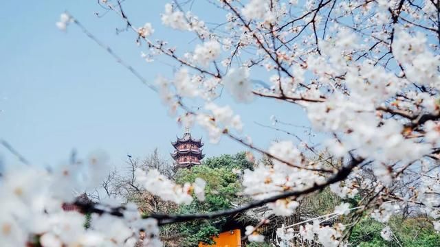 这7个火车高铁直达的赏樱圣地，将撑起整个中国的颜值！