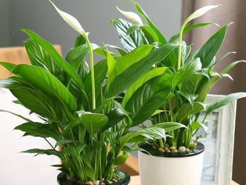 「比例」花叶怎么变成“青青草原”?4种“肥水”别错过,叶片碧绿有光泽