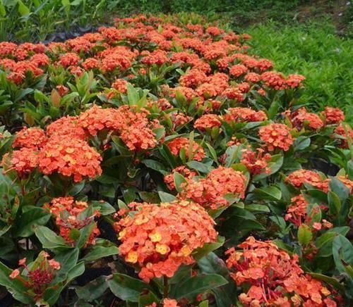  「植株」此花植株密集，开花量大，花期还较长，植株低矮，是家庭养护花卉