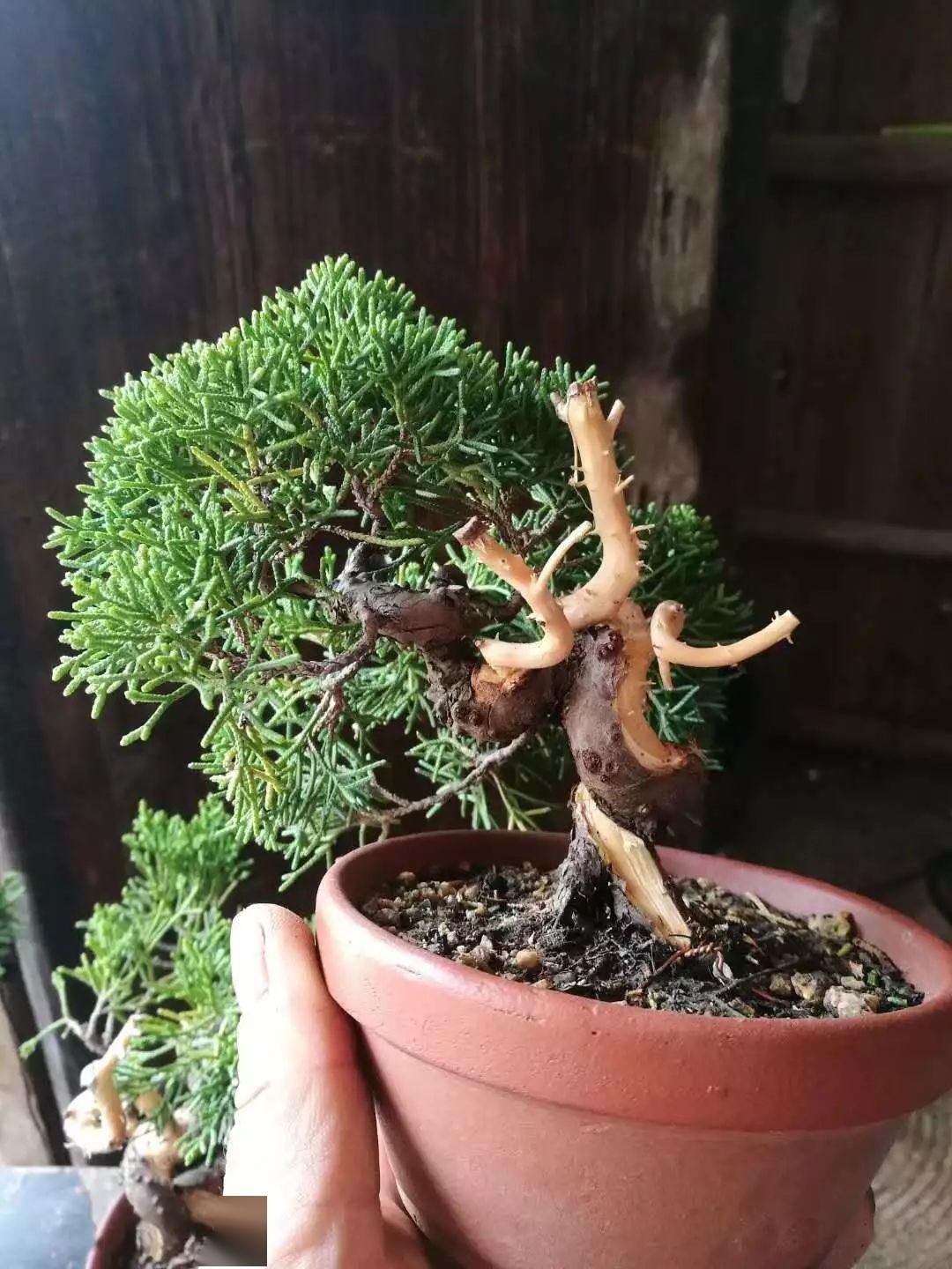  『树木』舍利干虽美，形成却残酷，向你展示舍利干盆景艰辛形成历程！