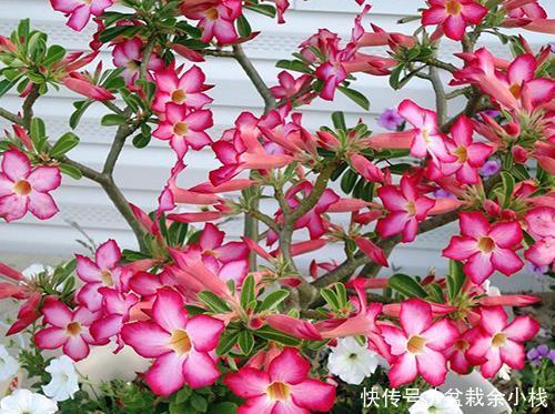 日光浴:家养4种花别少了光照,最爱“日光浴”,放错位置,长叶不开花