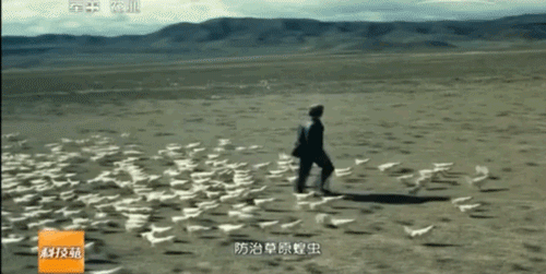  「纪录片」4000亿蝗虫肆虐印巴，我国人民19年前养鸡斗蝗的纪录