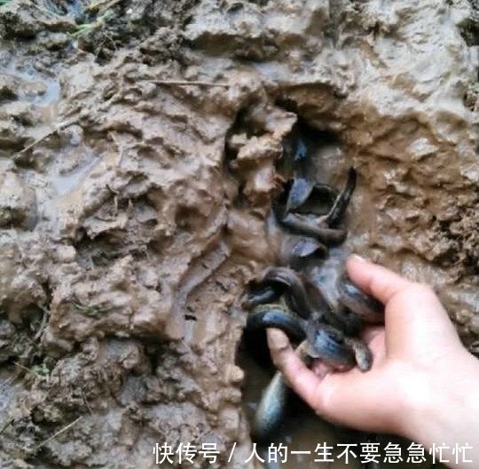 地基上扒土，扒出一窝野鱼，原来底下是填埋的池塘