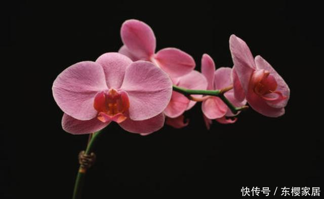 【品种】阳台上养花,就选此几款品种,好养易活不徒长,开花能力强