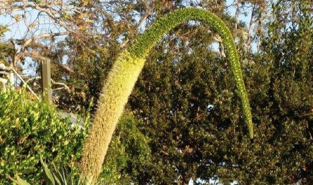 「剪掉」你家龙舌兰快开花了?赶紧剪掉,要不然它小命不保可别哭!