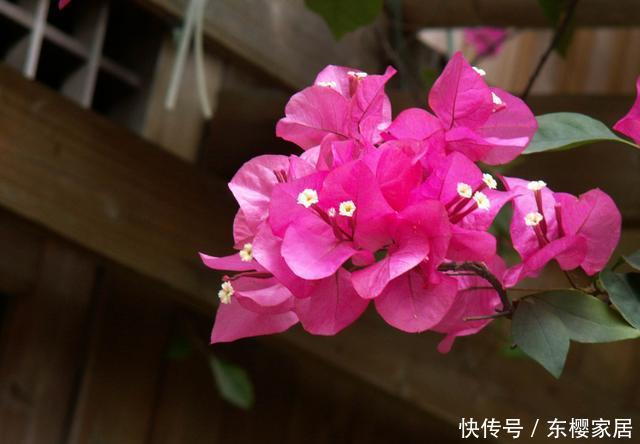  『婀娜多姿』新手养花，不如养盆花中精品，似佳人飘舞，妖娆绚丽，婀娜多姿