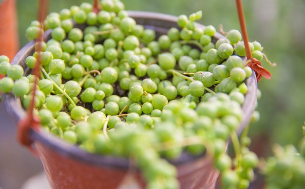  「宝莲灯」最容易养成瀑布的爬藤植物，轻轻松松就爬满墙，窗帘都省去了