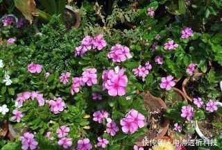  『花盆』想要植物长得好，一种花肥炒一炒，养花盆底垫一些，3年不用施肥