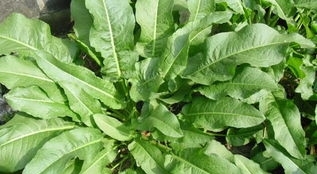 农村此野草，被称作“化雪莲”，根部有“黄金”，长在路边无人识