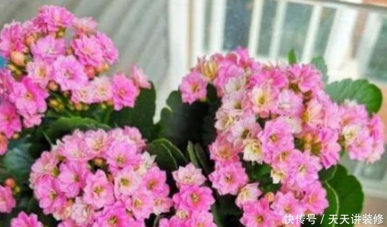 漂亮@4种便宜花,却开花特漂亮,10元两盆,个个开成花球,四季有花赏