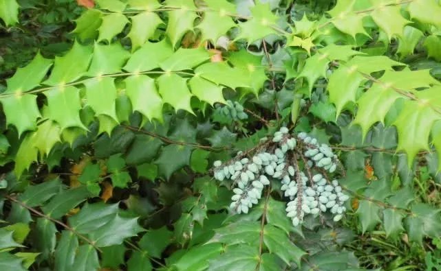  出门■农村老鼠多，农民伯伯用“它”治老鼠，放在老鼠洞口，不