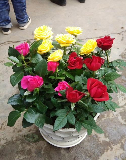  香味：家庭养护3种花卉，花量大，颜色艳，香味浓，阳台变花海