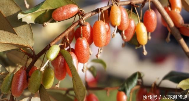  已成|人称“羊奶果”，小时候常常吃，如今城里盆栽做盆景，已成