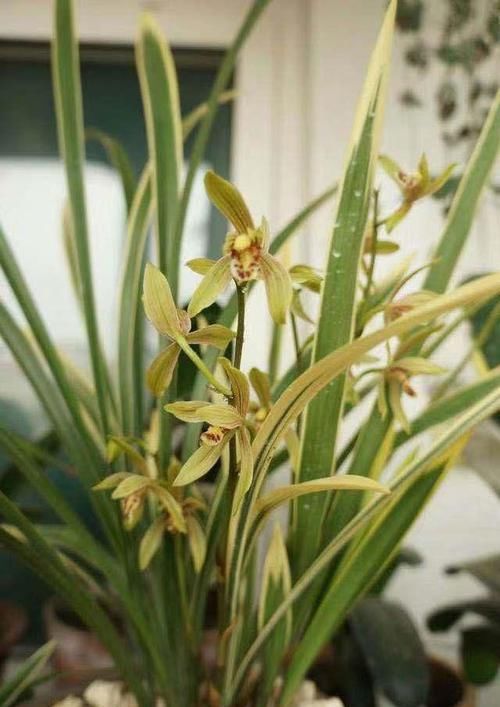  铭品■花叶“双艺”的兰花铭品，花香出众，花量惊人，最完美的线艺之作