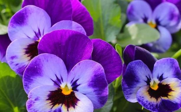 「养花」“艳丽又好养活”的5种花,好看还养不死,养花人都爱不释手