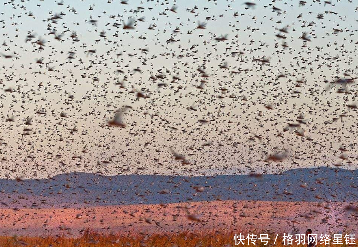  [庄稼]山东发生蝗灾，农民不但不难过还乐开了花抓蝗虫比种庄稼