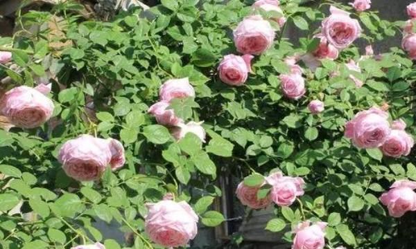  【季花】她用一斤洋葱养出一片花海，邻居都来问什么秘诀，没想到这么简单