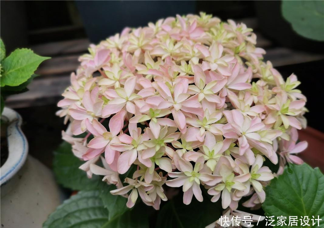  绣球：绣球扦插：1盆变3盆，3盆变9盆，繁殖太快，成活率太高，愁呀！