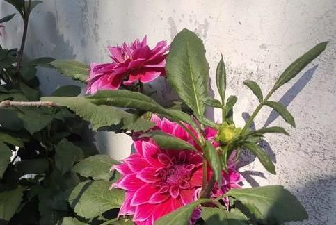  植物：养花就怕“乱浇水”，教你浇水“小诀窍”，更适合你家的植物