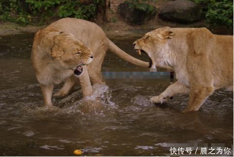 『打架』两只母狮一言不合就打架,上秒还在喝水,下秒就把同伴按进水里