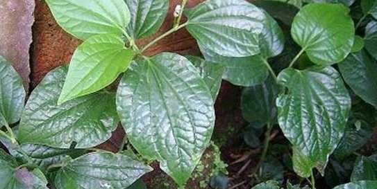  #香料#农村这种植物爬满地，曾是古老的香料，如今是城里人爱吃