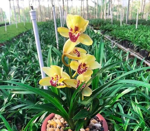  【轻松】金光闪闪，耀眼夺目的皇妃兰，魅力不可挡，轻松就能开爆盆！