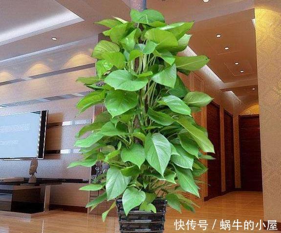 好看:3种植物别再水培了,土培好看又好养,植株长势猛、枝叶繁茂