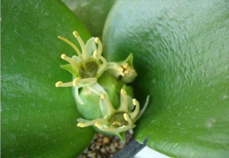  『植物』极为奇葩的植物，为了传宗接代，为老鼠建了个酒吧