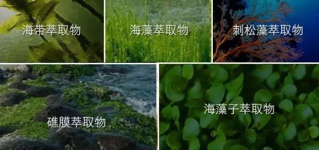 古力娜扎带火的娜丽丝要停产了?这款防晒喷雾明明更好用!