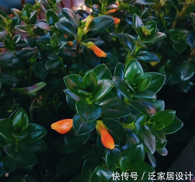  「技巧」它比金边吊兰漂亮，1个修剪小技巧，长势快，开花不断，花繁叶茂