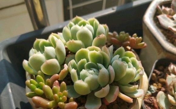  「上当」春季买花，这4种花不能买，很容易冻蔫了，千万不要上当